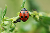 Coccinella undecimpunctata